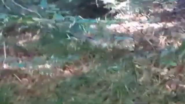 #Влог.Лес/ Позитив /Грибы и их засолка