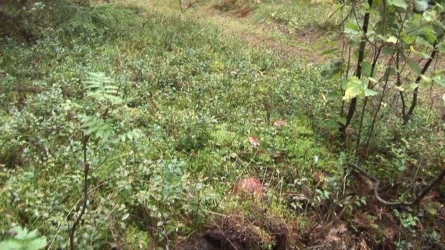 БЕЛЫЙ АНШЛАГ ! смотреть онлайн