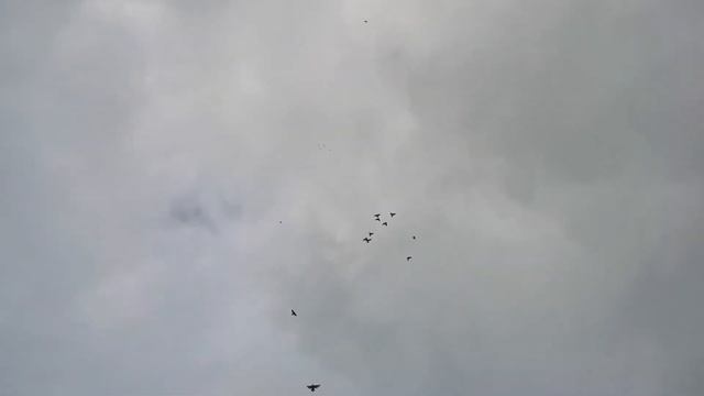 #PIGEONS. Атаки ястреба. Тренировка бакинских бойных голубей 01.11.2020г. смотреть онлайн