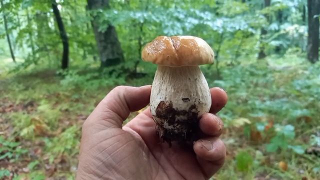 Субота початок вересня починаються Перші Осіні Білі Гриби...mushrooms