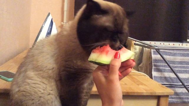 Кот Петруша ест арбузик (Cat eats watermelon) смотреть онлайн