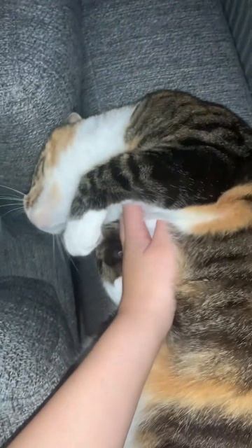 #cat #catlovers #cats #catlover #catshorts #petlovers #catvideo #kitty #catvideos #cat смотреть онлайн