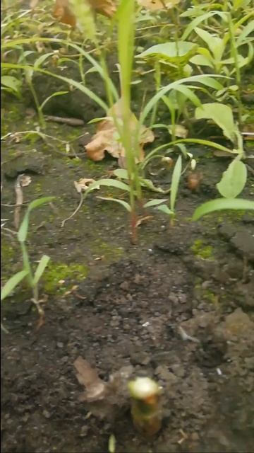 Посмотрим что получилось!!! #роза #shorts