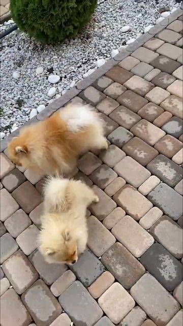 Cute Pomeranians Morning Walk | Little Cute Pets | Little Cute Dogs #shorts смотреть онлайн