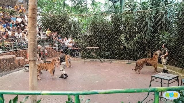Tiger Encounter! Animal Encounter! Tiger, Elephant, Binturong смотреть онлайн