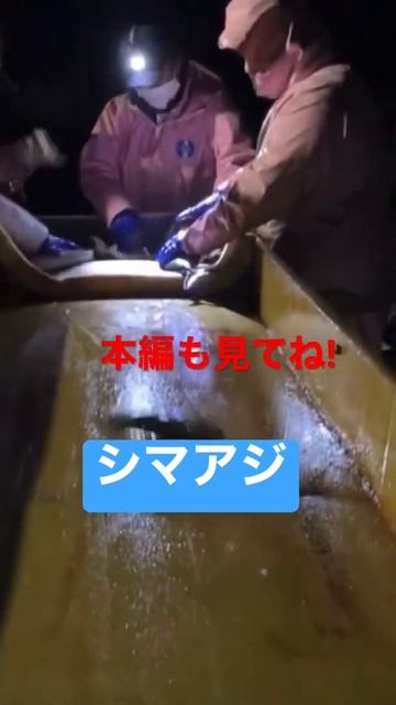 シマアジを、出荷！#shorts смотреть онлайн