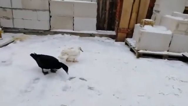 Мои две красивые утки смотреть онлайн