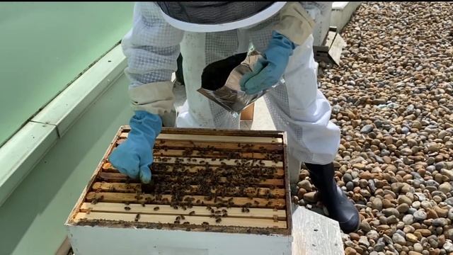 HopGuard 3 - Natural Varroa Mite Control смотреть онлайн