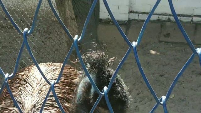 Эму по имени Владик. смотреть онлайн