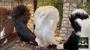 Голуби якобины Кептерлер Pigeons 10 февраля 2023 г.