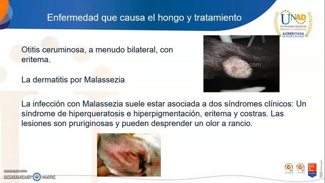 Malassezia pachydermatis смотреть онлайн