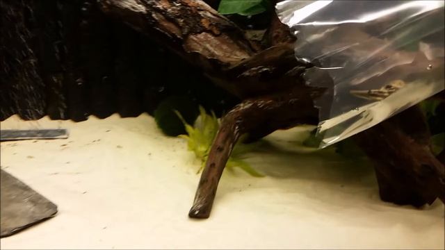 Tetraodon lineatus 'fahaka' Mampfred смотреть онлайн