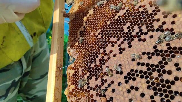 Infestazioni da varroa destructor: Formazione di nuovi nuclei con la covata asportata (parte 2) смотреть онлайн