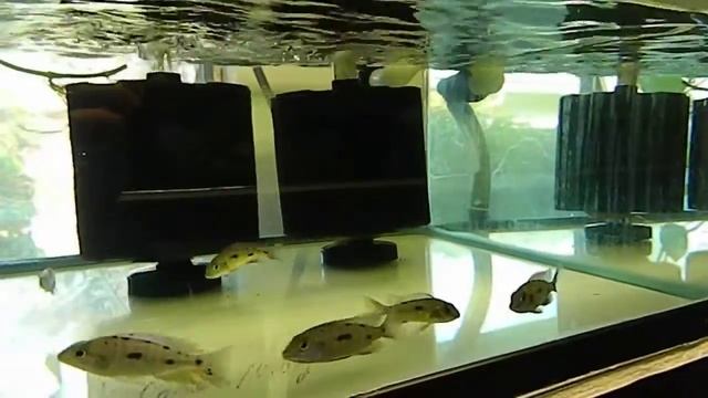 Otopharnyx Lithobates Zimbawe Rocks Yellow Blaze смотреть онлайн