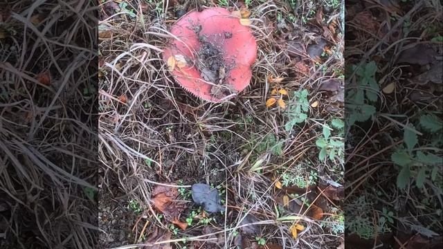 Далеко за рыжиками смотреть онлайн
