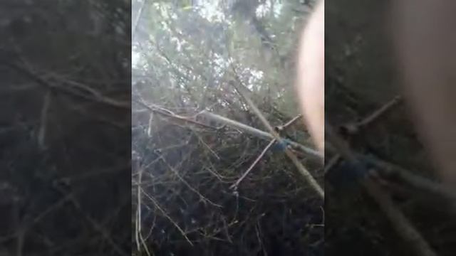 Cari Jamur Ndek Alas