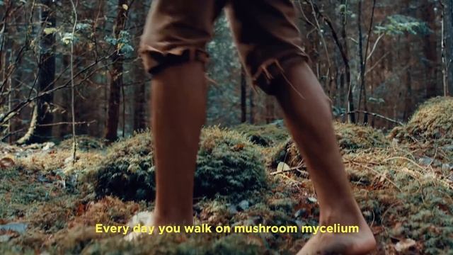 Mushroom Academy | The Humongous World of Fungus | Fungi, Mushrooms, and You смотреть онлайн