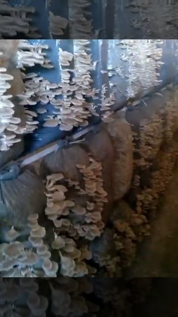 Вешенка, штамм Pph-2