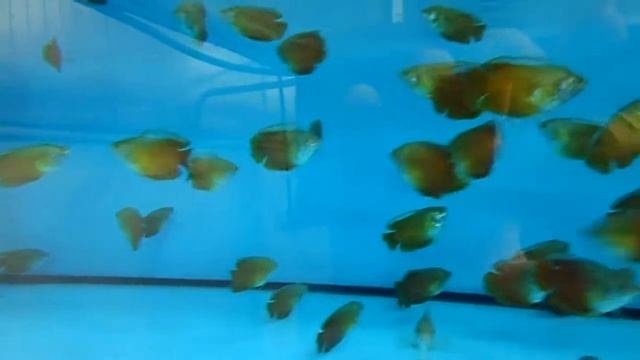 Colisa lalia blood red смотреть онлайн