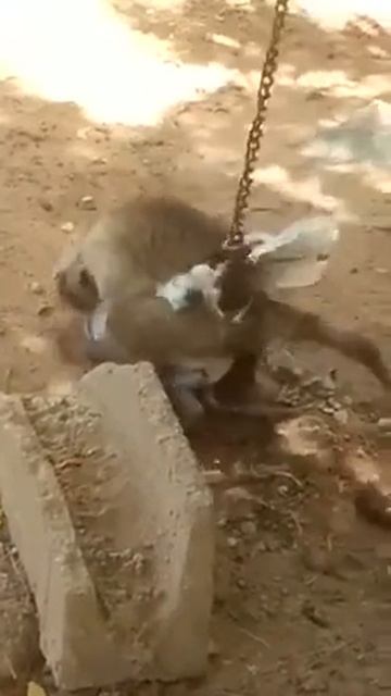 monkey funny mating смотреть онлайн