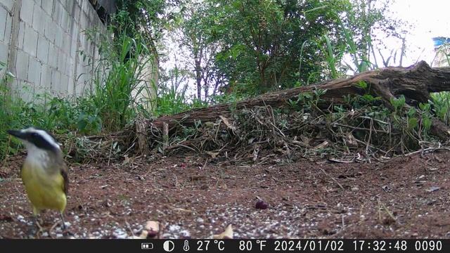Câmera de Trilha - Trail Camera HC-801a - Brazilian bird Bem Te Vi смотреть онлайн
