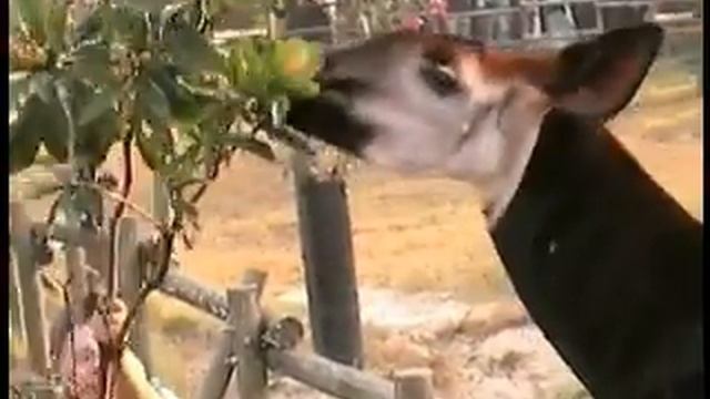 Okapi смотреть онлайн