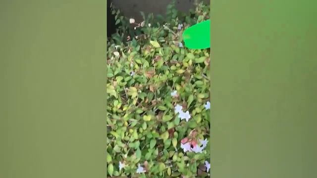 Постарайтесь НЕ КРИЧАТЬ! 😱😂 _ Смешные пранки и фейлы смотреть онлайн