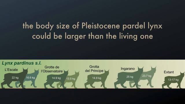 New outstanding Late Pleistocene fossils of Iberian lynx from southern Italy смотреть онлайн
