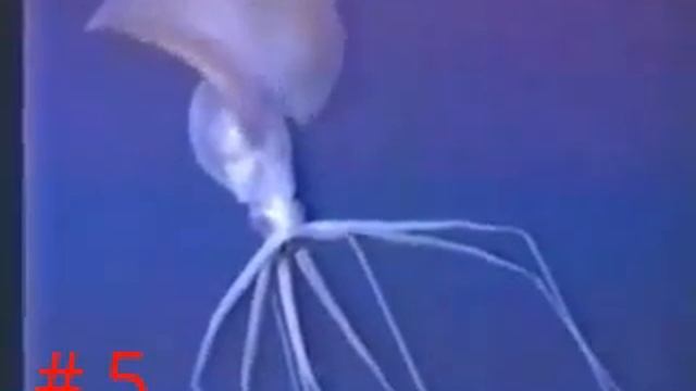 Bigfin Squid (Magnapinna Sp.) Compilation Video смотреть онлайн