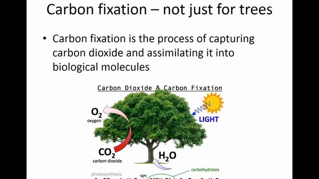BNG426/526 Flipped Classroom Pre-lecture 6
