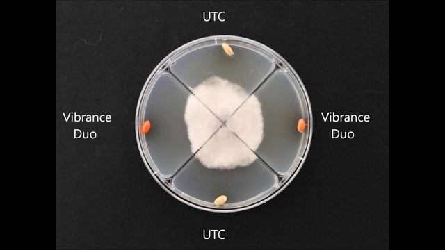 Vibrance Duo Veikimas Nuo  Fusarium Culmorum Kviečiuose Sukeliančios Pašaknio Ir šaknų Puvinius