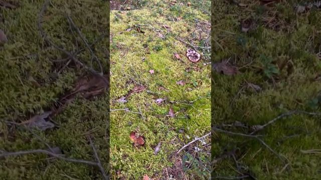 Боровики Карелии 14.09.2023 часть4