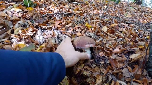 Stagione Di Caccia Ai Funghi Porcini Estate Autunno 2022 | белые грибы