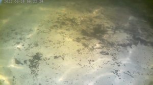 Рыбка плавает по дну, не поймаешь ни одну