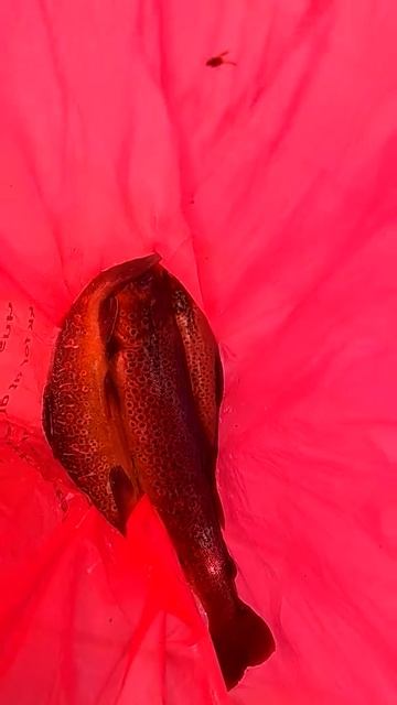 Грибы. Норвегия 08/2018 смотреть онлайн