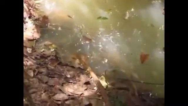 Anaconda atacando смотреть онлайн