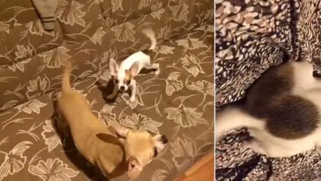 Четвероногие друзья смотреть онлайн