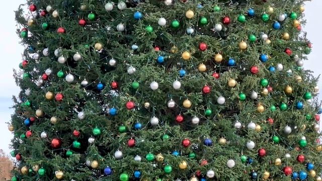 Free Giveaway, Probiotics For Bees, World’s Largest Christmas Tree, And Windmills! 11/25/2022