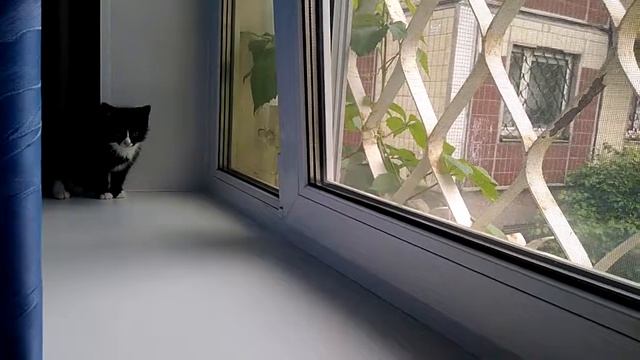 Котёнок играет на подоконнике 2 смотреть онлайн