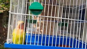 Приручаем попугая неразлучника.