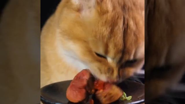 Cat Sounds | Cute Cat Eating Sounds | Cat Video | No Talking ASMR смотреть онлайн
