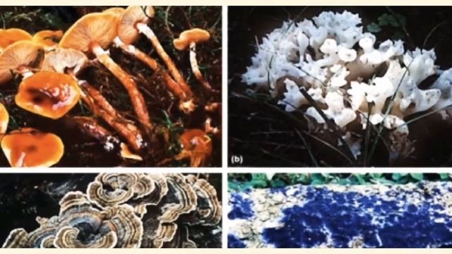 Classification of Kingdom Fungi... смотреть онлайн