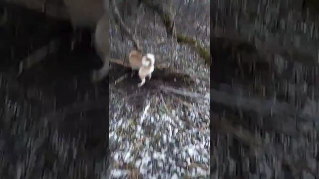 Лайка нашла бобра смотреть онлайн