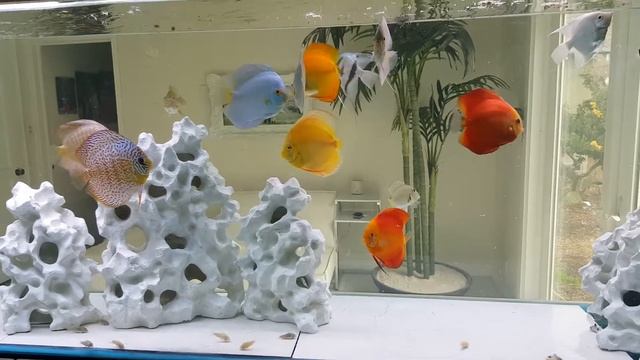 First time feeding Simply Discus Australian freeze dried black worms смотреть онлайн