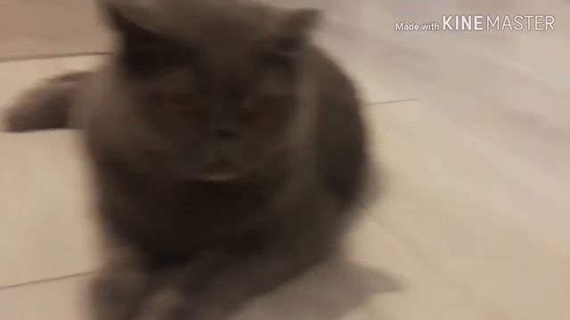 Это просто видио про кота с музыкай. смотреть онлайн