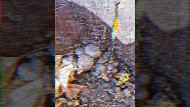 ЗОЛОТАЯ ОСЕНЬ! смотреть онлайн