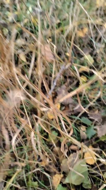 Мухоморы в Америку? 🍄 с доставкой в США от производителя из Ярославля #микродозинг КарсНео #сша смотреть онлайн