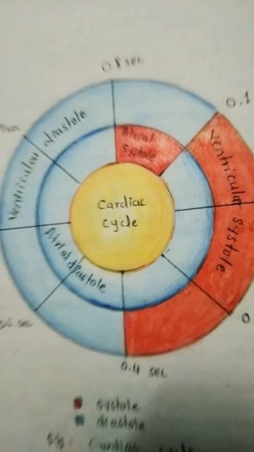Cardiac cycle... смотреть онлайн