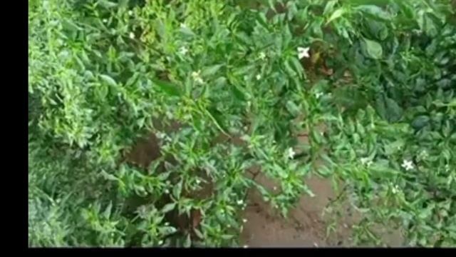 How To Prepare బవేరియా బాసియానా At Home With Low Cost