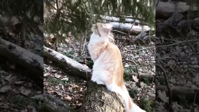 Скоро Новый год 🎄 идём искать елку❄️☃️💦 смотреть онлайн